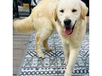 Golden Retriever Puppy for sale in Rocky Mount, NC, USA