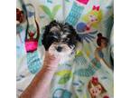 Yorkshire Terrier Puppy for sale in Leon, KS, USA