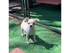 Chihuahua Puppy for sale in Endwell, NY, USA