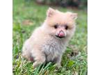 male pomeranian