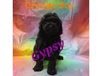 Poodle (Toy) Puppy for sale in Thomasville, AL, USA