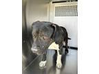 Adopt Offset a Pit Bull Terrier, Mixed Breed