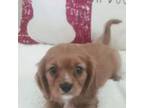 Cavalier King Charles Spaniel Puppy for sale in Center Ridge, AR, USA