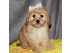 Cavapoo Puppy for sale in Lyons, NE, USA