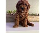 Toy GoldenDoodle Gigi