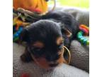 Yorkshire Terrier Puppy for sale in Converse, IN, USA