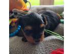 Yorkshire Terrier Puppy for sale in Converse, IN, USA