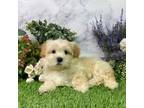 Maltipoo Puppy for sale in Plainville, IN, USA