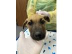 Adopt Suds a Black Mouth Cur, Mixed Breed