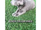 Black collar Male