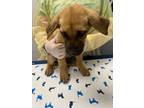 Adopt Splash a Black Mouth Cur, Mixed Breed