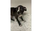 Adopt Inchworm a Pit Bull Terrier, Mixed Breed