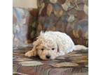 Mutt Puppy for sale in Minneapolis, MN, USA