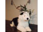 Old English Sheepdog Puppy for sale in Clayton, OK, USA
