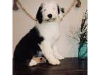 Old English Sheepdog Puppy for sale in Clayton, OK, USA
