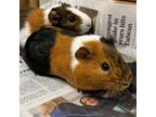 Adopt Hamlet a Guinea Pig