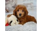 Poodle (Toy) Puppy for sale in Newport Beach, CA, USA