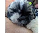 Shih Tzu Puppy for sale in Vale, NC, USA