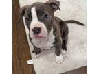 American Pit Bull Terrier Puppy for sale in Brockton, MA, USA