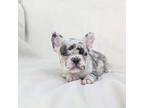 French Bulldog Puppy for sale in Andersonville, TN, USA