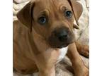 Rhodesian Ridgeback Puppy for sale in Arvada, CO, USA