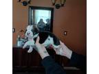 Olde Bulldog Puppy for sale in Killen, AL, USA