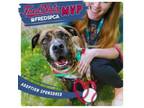 Adopt Captain a Mixed Breed