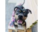 Adopt Bodie a Mixed Breed