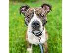 Adopt Frankie a Mixed Breed