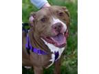Adopt Pookie a Pit Bull Terrier, Hound