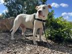 Adopt Kilo a Pit Bull Terrier, Mixed Breed