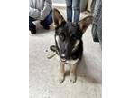 Adopt Rambo a German Shepherd Dog, Mixed Breed