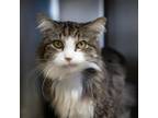 Adopt Oliver a Domestic Short Hair