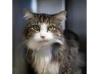Adopt Oliver a Domestic Long Hair