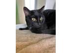 Adopt Damien a Domestic Short Hair