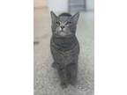 Adopt Sampson a Domestic Short Hair