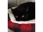 Adopt Shrimp a Domestic Short Hair