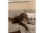 Adopt Winston a Labrador Retriever dog in Berkeley Heights, NJ (38967199)