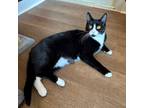 Adopt Bruno a Domestic Shorthair / Mixed cat in Port Washington, NY (38750317)
