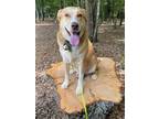 Adopt Mr. Boyle a Labrador Retriever / Mixed dog in Newnan, GA (36777220)