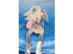 Adopt Sequoia - Black Collar a Gray/Blue/Silver/Salt & Pepper Great Dane / Mixed