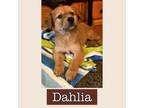 Adopt DAHLIA a Tan/Yellow/Fawn - with Black Shepherd (Unknown Type) / Australian