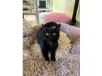 Adopt Dazzle a Domestic Shorthair / Mixed (short coat) cat in Blountville