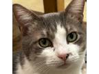 Adopt Tommy a Domestic Shorthair / Mixed (short coat) cat in New York