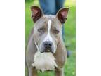 Adopt Freda a Mixed Breed (Medium) / Mixed dog in Dearborn, MI (38797246)