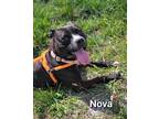 Adopt Nova a Terrier (Unknown Type, Small) / Mixed dog in Defiance