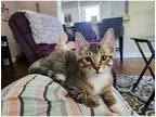 Adopt Happy a Domestic Shorthair / Mixed cat in Kalamazoo, MI (38986732)