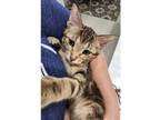 Adopt Emma a Domestic Shorthair / Mixed cat in Kalamazoo, MI (38986731)