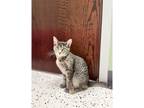 Adopt Cami a Domestic Shorthair / Mixed cat in Kalamazoo, MI (38888403)