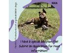 Adopt Naia a Brindle Mixed Breed (Large) / Mixed dog in Gainesville